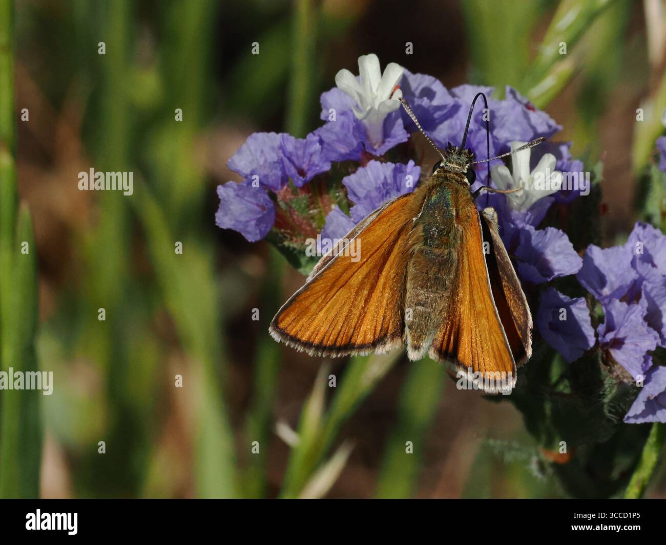 Piccolo skipper Foto Stock