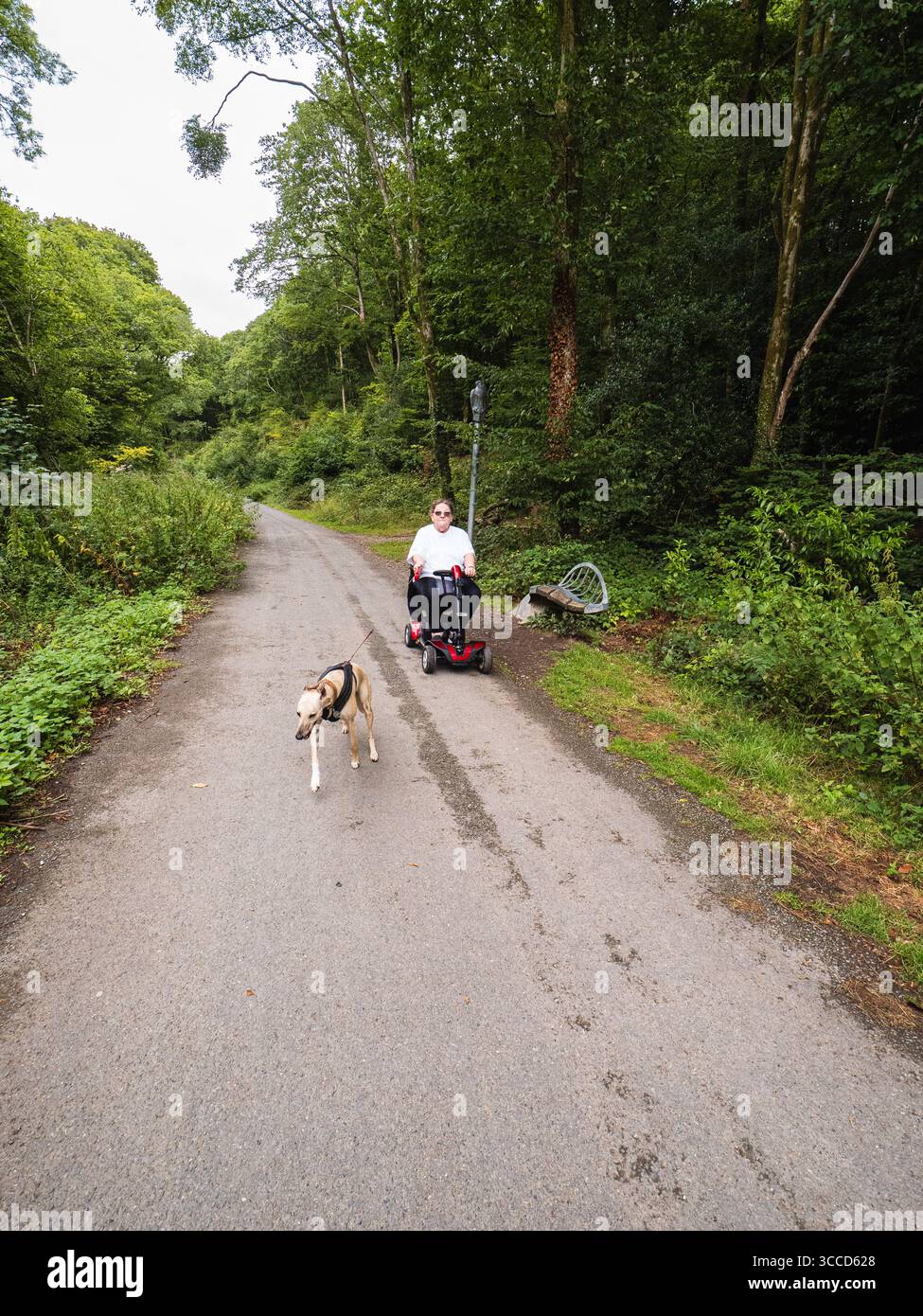 Donna anziana e disabile su uno scooter elettrico che esercita il suo cane da frusta attraverso Plympton, Plymouth, Regno Unito Foto Stock