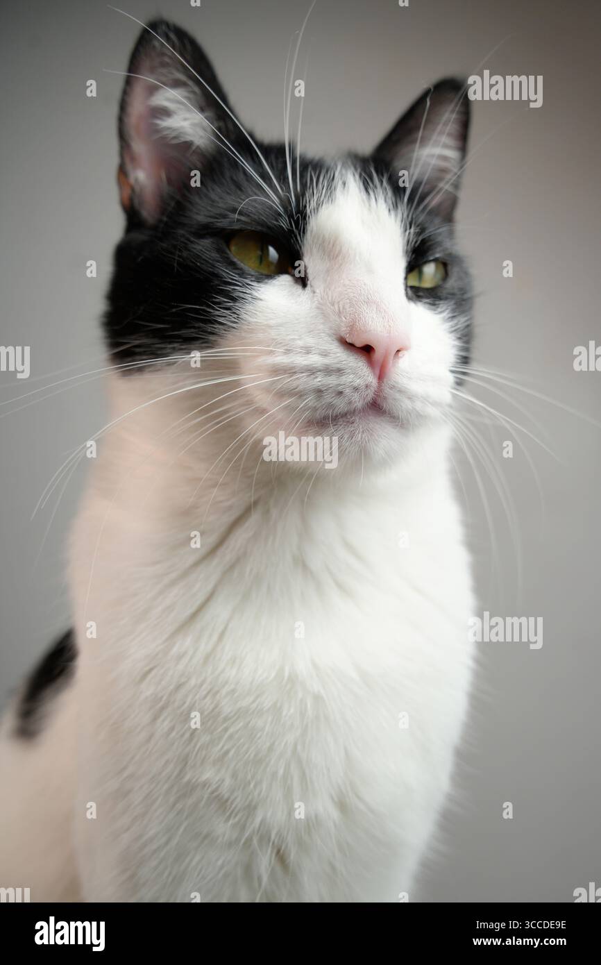Gatto bicolore che guarda lontano dalla fotocamera con sfondo grigio Foto Stock