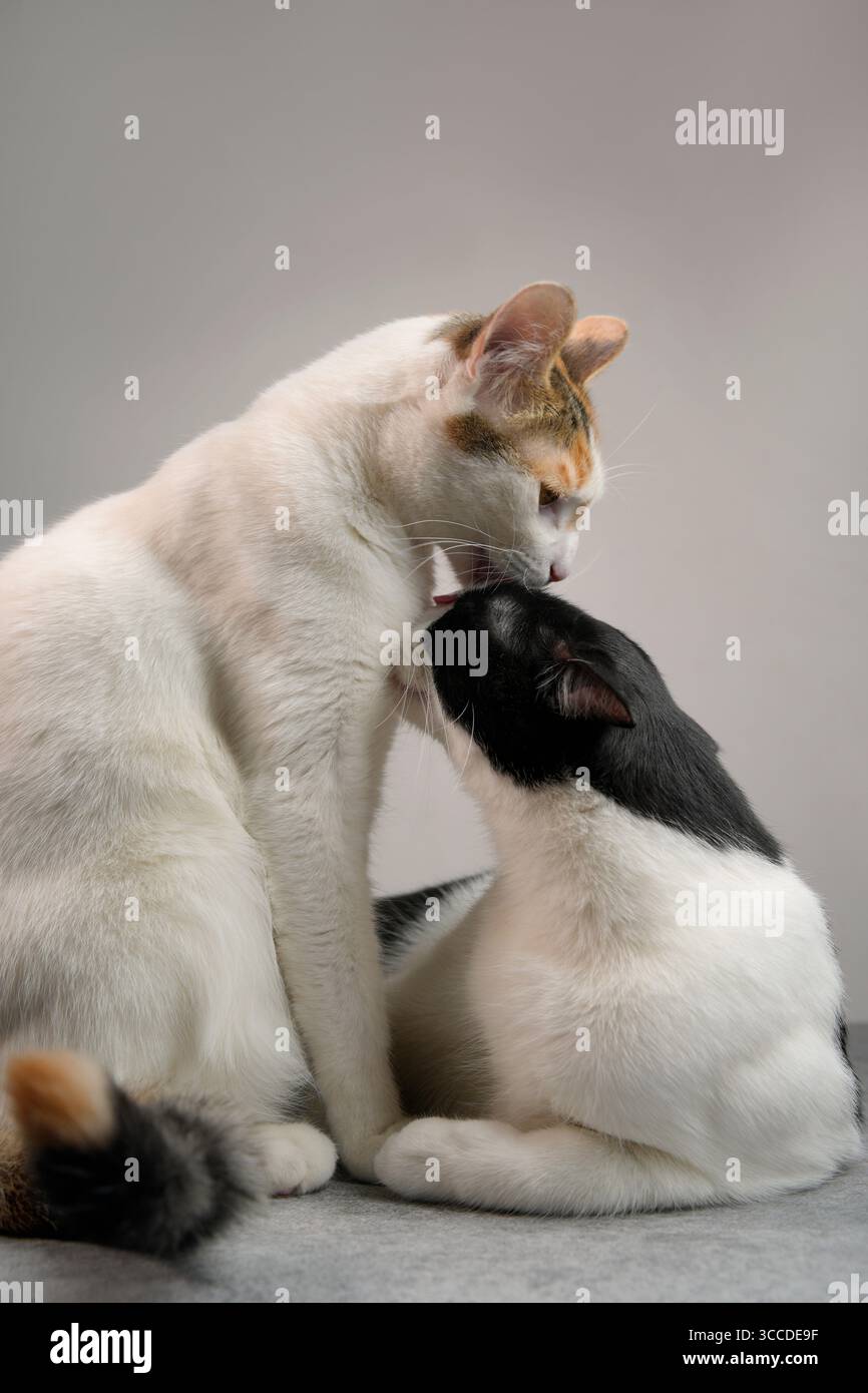 Il gatto Calico lecca e spara un gatto bianco e nero, mostrando affetto e cura felina Foto Stock