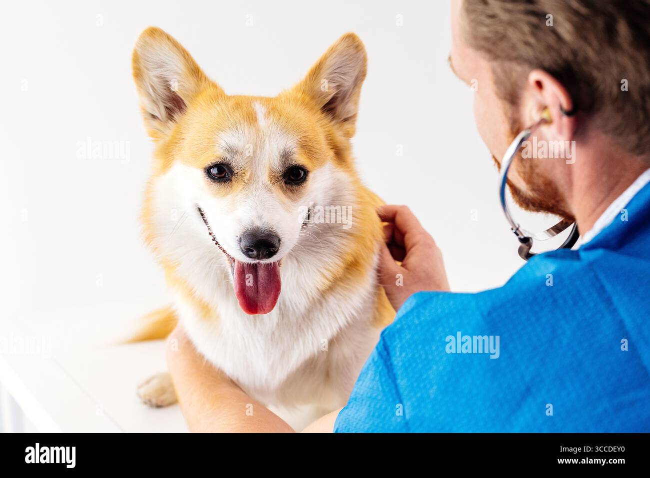 Il veterinario sta esaminando un cane corgi allegro in una clinica luminosa, evidenziando un'interazione compassionevole, con uno stetoscopio e un pulito e accogliente Foto Stock