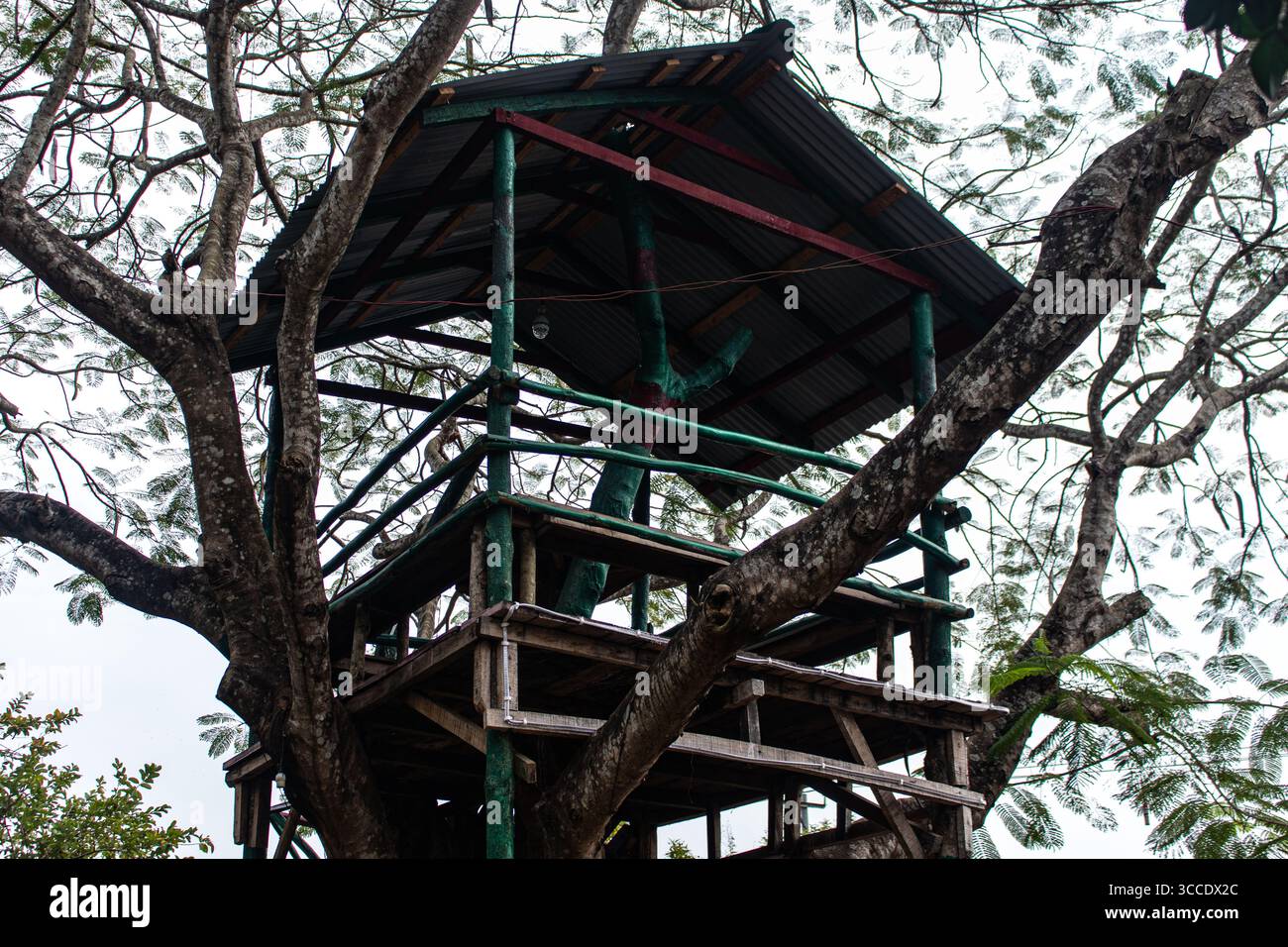 Cabina rialzata appoggiata sul tronco dell'albero Foto Stock