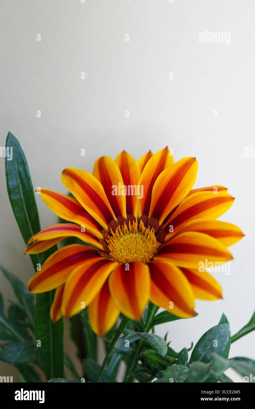 Gazania con petali giallo-rossi, Gazania colorata con stami giallo-arancio e foglie verdi, fiore estivo in fiore, testa di fiore macro, verticale Foto Stock