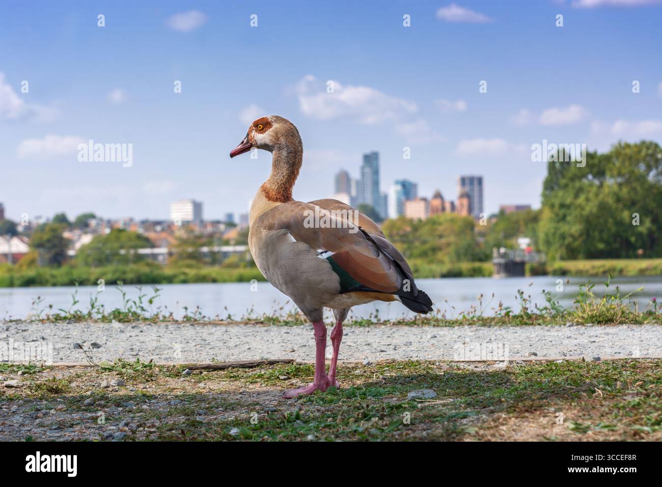 Anatra egiziana con skyline urbana, Walthamstow Wetlands, Londra, Inghilterra. Verde urbano e fauna a Londra Foto Stock