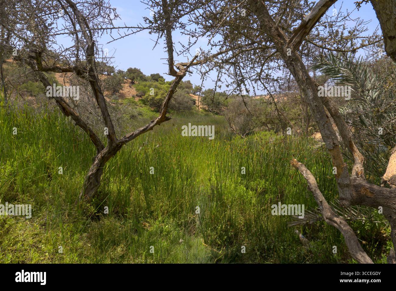Vegetazione verde soleggiata e vivace e alberi sulle montagne dell'Atlante vicino ad Agadir, Marocco Foto Stock