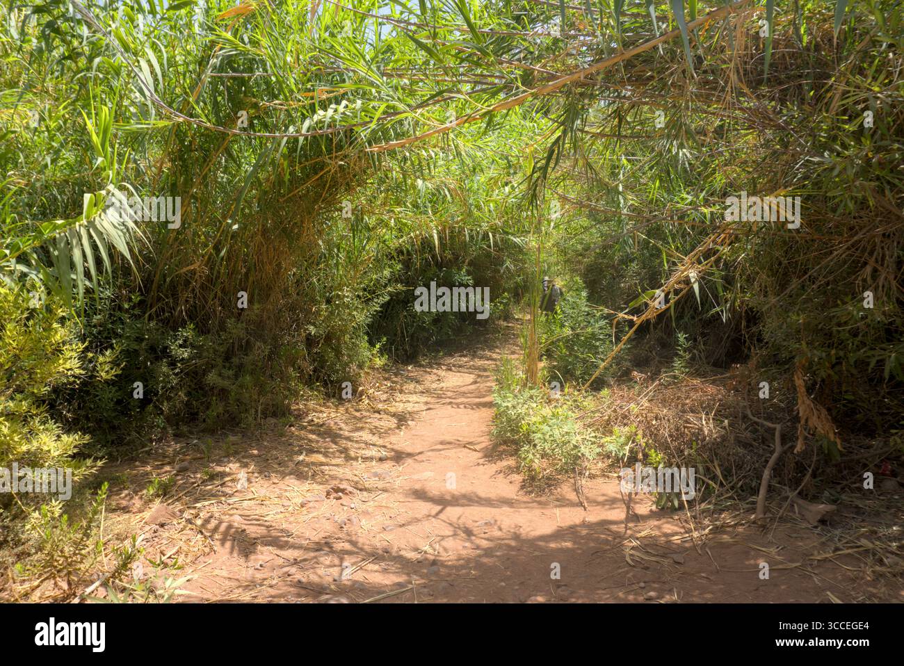 Sentiero tra alberi nella Valle del Paradiso vicino ad Agadir, Marocco Foto Stock