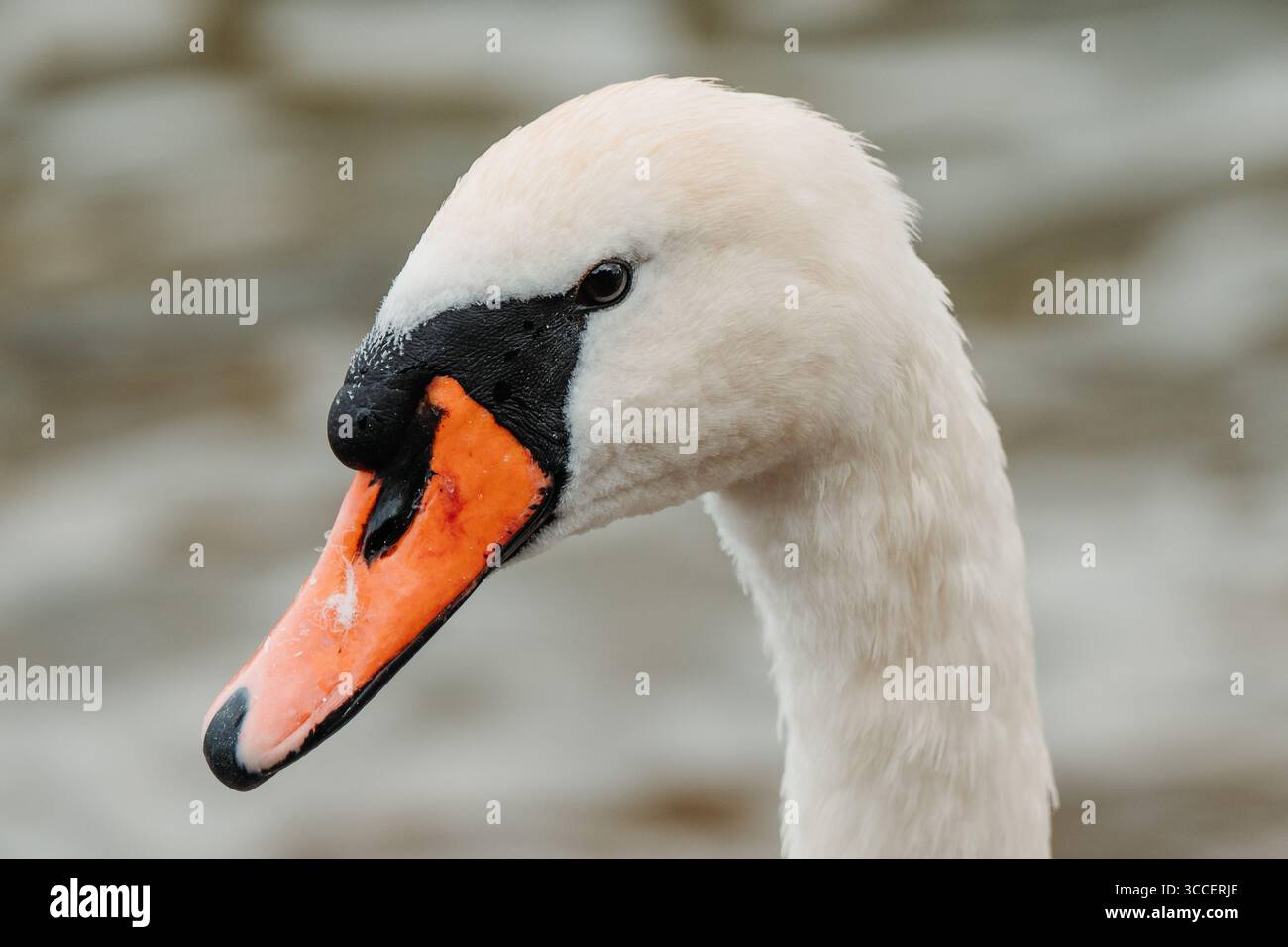 Vari animali fotografati in tutta la Svizzera, tra cui uccelli, cani, lucertole e specie di fauna selvatica che si trovano nei villaggi alpini e nei prati. Foto Stock