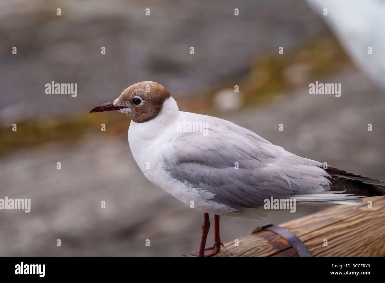 Vari animali fotografati in tutta la Svizzera, tra cui uccelli, cani, lucertole e specie di fauna selvatica che si trovano nei villaggi alpini e nei prati. Foto Stock