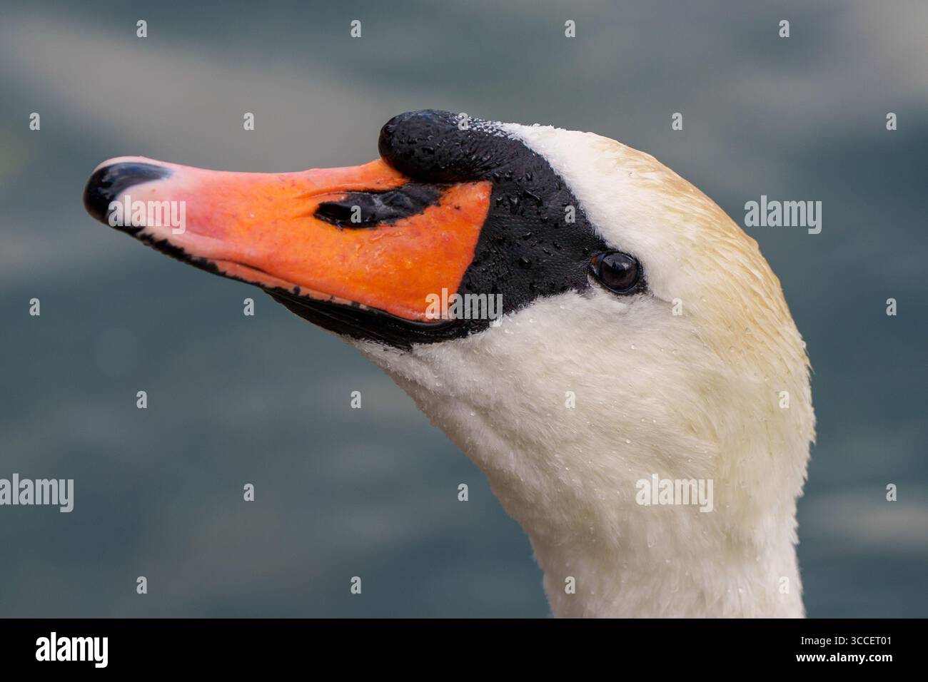 Vari animali fotografati in tutta la Svizzera, tra cui uccelli, cani, lucertole e specie di fauna selvatica che si trovano nei villaggi alpini e nei prati. Foto Stock