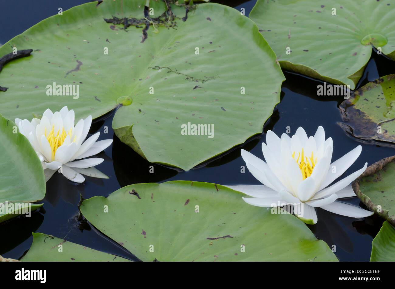 American White Waterlily, Nymphaea odorata Foto Stock