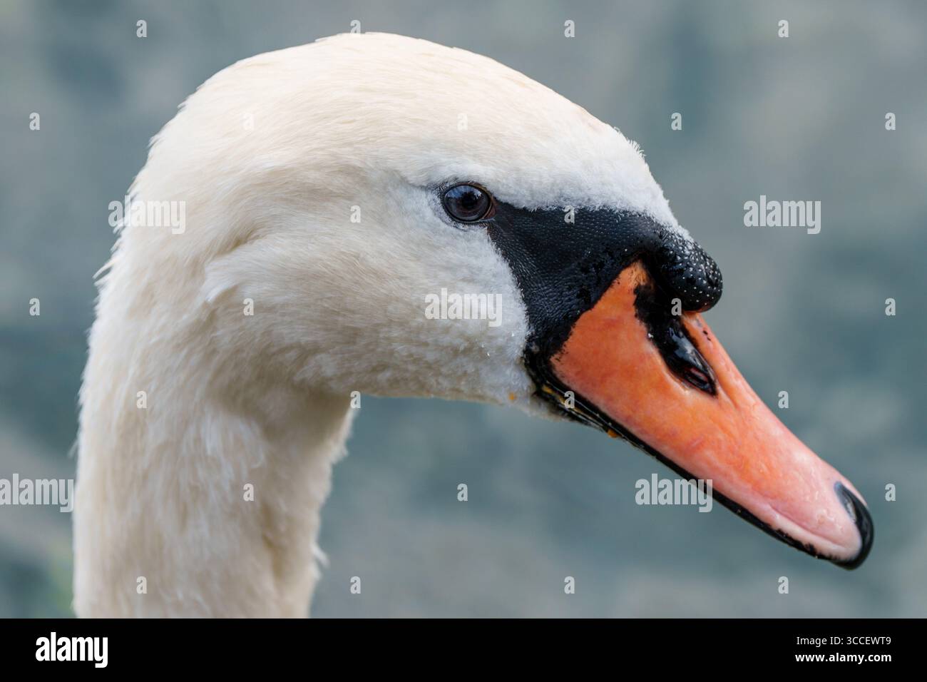 Vari animali fotografati in tutta la Svizzera, tra cui uccelli, cani, lucertole e specie di fauna selvatica che si trovano nei villaggi alpini e nei prati. Foto Stock
