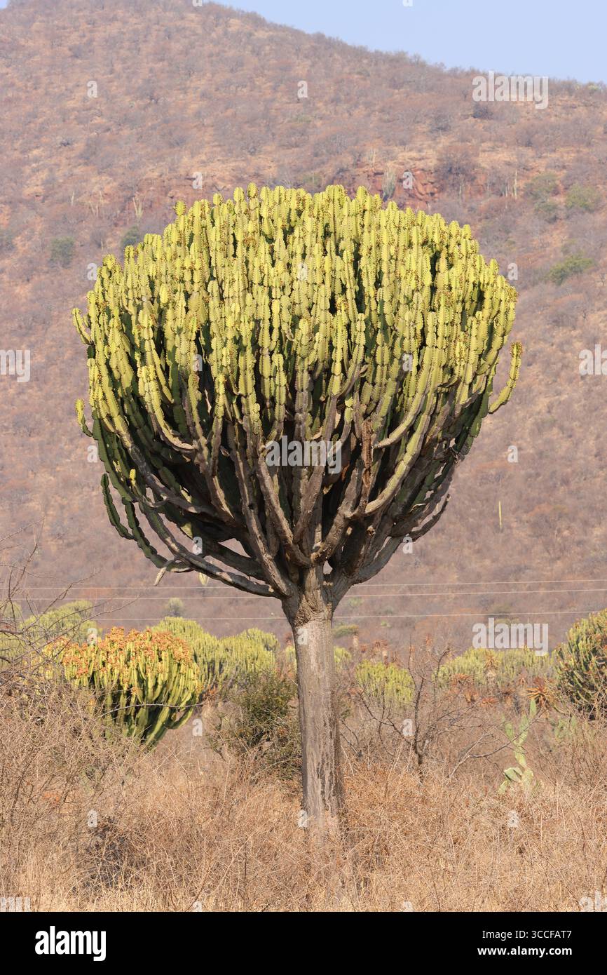 Candelabra Tree, Euphorbia ingens, F. Euforbiàcies, Sudafrica Foto Stock