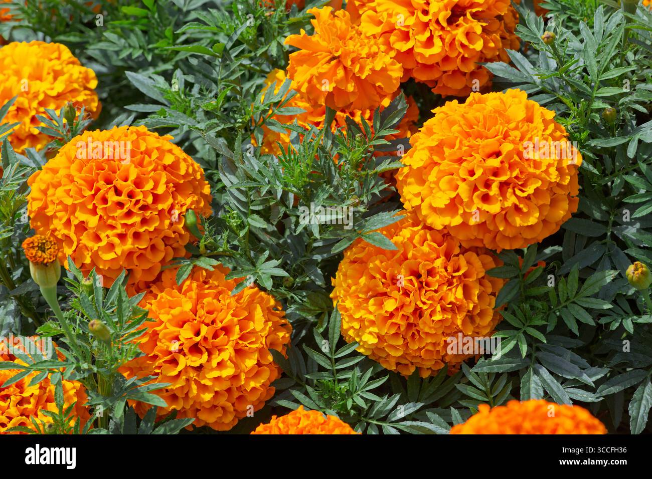 Primo piano macro arancione Marigold e colori vivaci. Foto Stock
