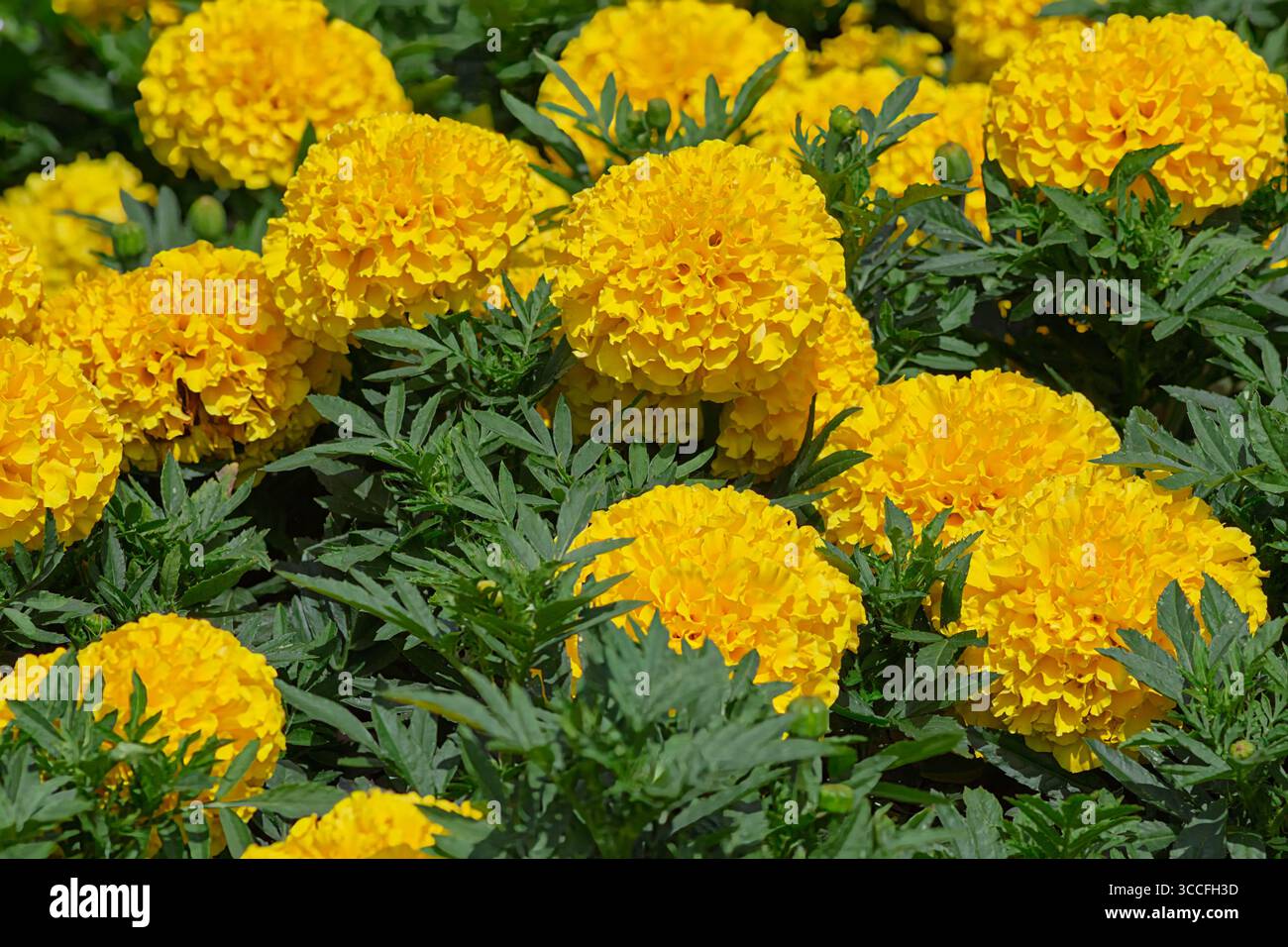 Primo piano macro color Marigold giallo e dai colori vivaci. Foto Stock