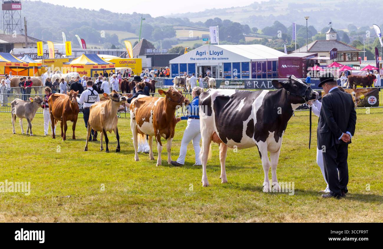 Concorso Royal Welsh Show Cattle con Charolais britannico, Limousin britannico, Fresian, Commercial Beef, Hereford, Highland e molti altri. Foto Stock