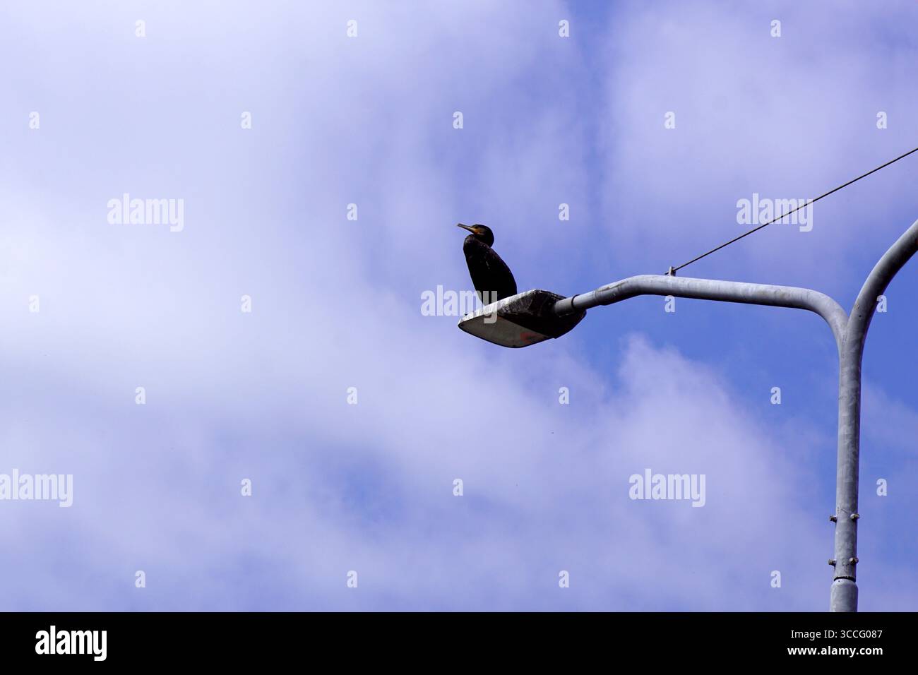 Grande Cormorano, Phalacrocorax carbo su un lampione. Cielo blu e nuvole. Famiglia Phalacrocoracidae. Estate, agosto, Paesi Bassi. Foto Stock