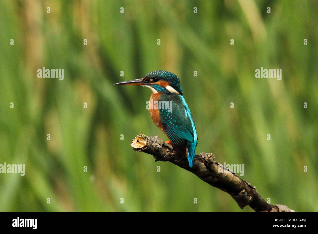 Ritratto a livello degli occhi di un colorato kingfisher comune arroccato sul lungofiume, catturato nel suo habitat naturale, ideale per la fotografia di animali selvatici e uccelli. Foto Stock