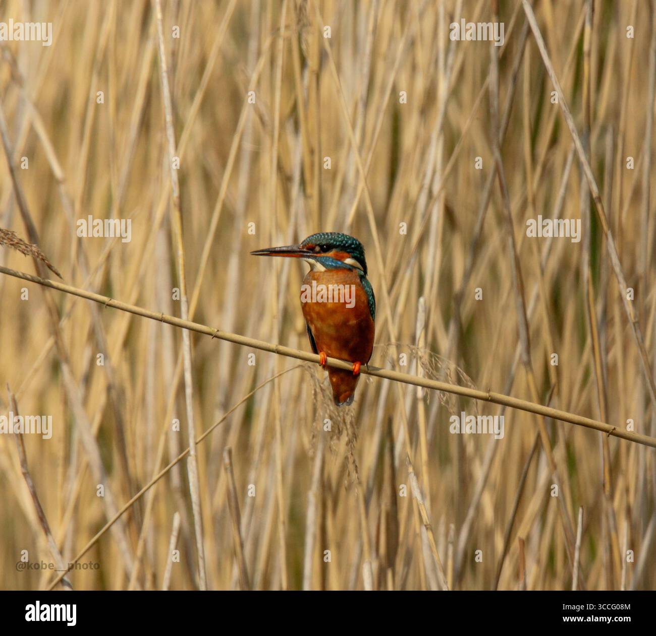 Ritratto a livello degli occhi di un colorato kingfisher comune arroccato sul lungofiume, catturato nel suo habitat naturale, ideale per la fotografia di animali selvatici e uccelli. Foto Stock