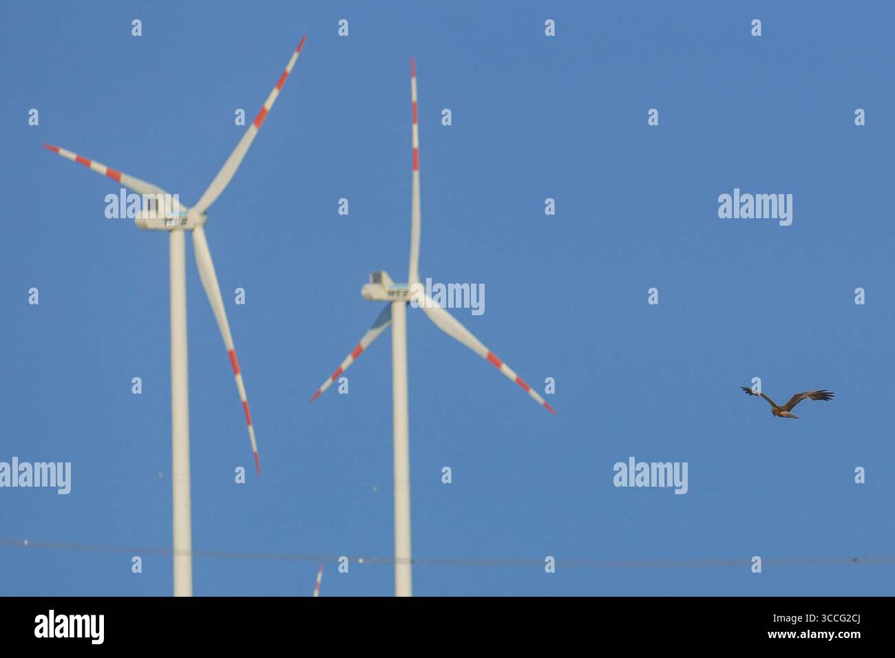 Una comune rondine (Buteo buteo) si innalza vicino a due turbine eoliche con pale rosse e bianche contro un cielo azzurro, evidenziando il rischio di collisione per bir Foto Stock