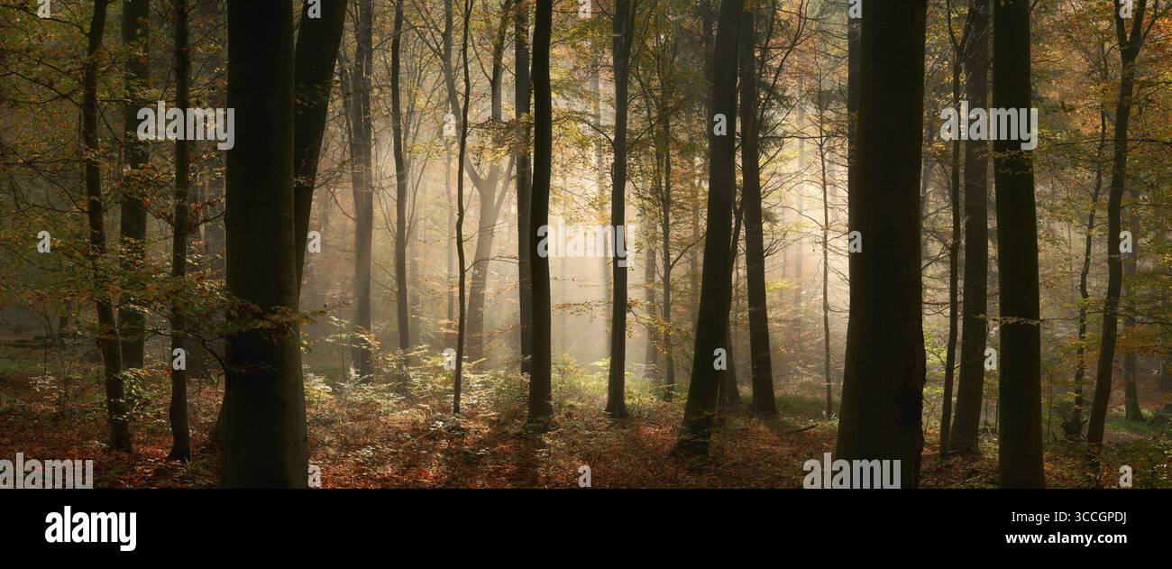 Atmosfera da favola in una foresta in autunno, con la mistica luce del sole che illumina la nebbia dietro i tronchi degli alberi, ampio panorama Foto Stock