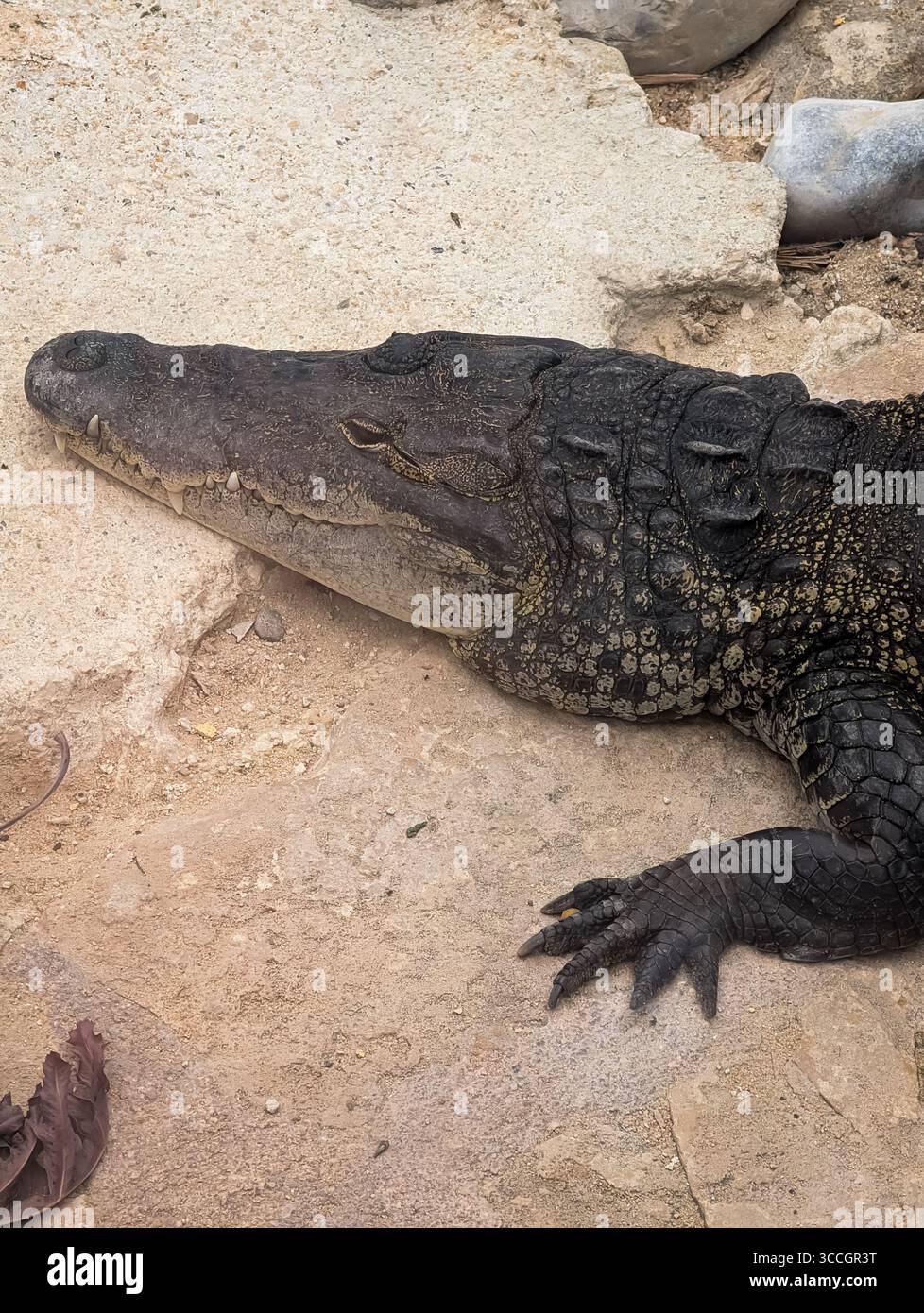 Ritratto ravvicinato di un coccodrillo scuro di grandi dimensioni appoggiato su una superficie in pietra, che mostra la sua pelle dettagliata, ruvida e scura. Foto Stock
