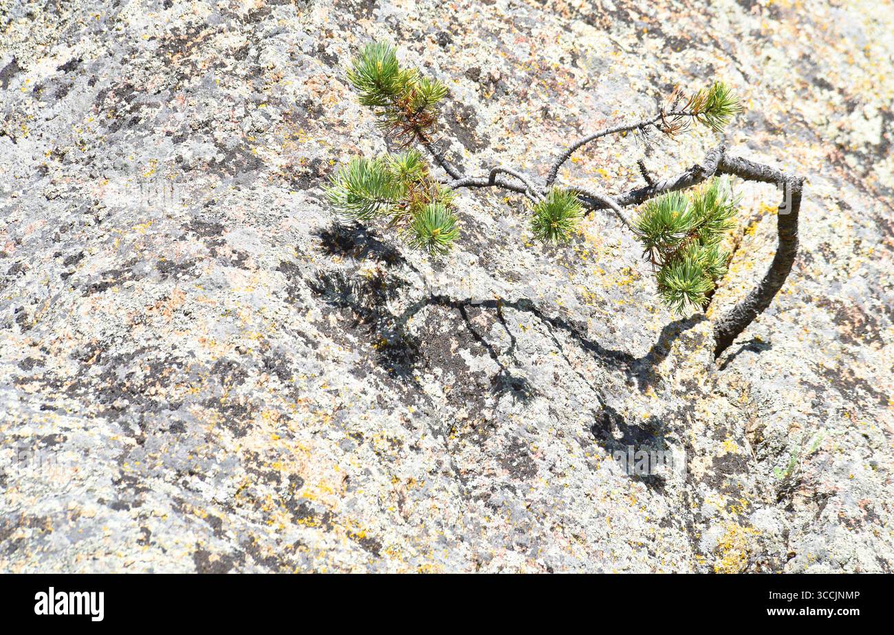 Gli abeti germogliano dalla fessura rocciosa. Probabilmente un Douglas Fir. La roccia è di granito ricoperto di licheni. Foto Stock
