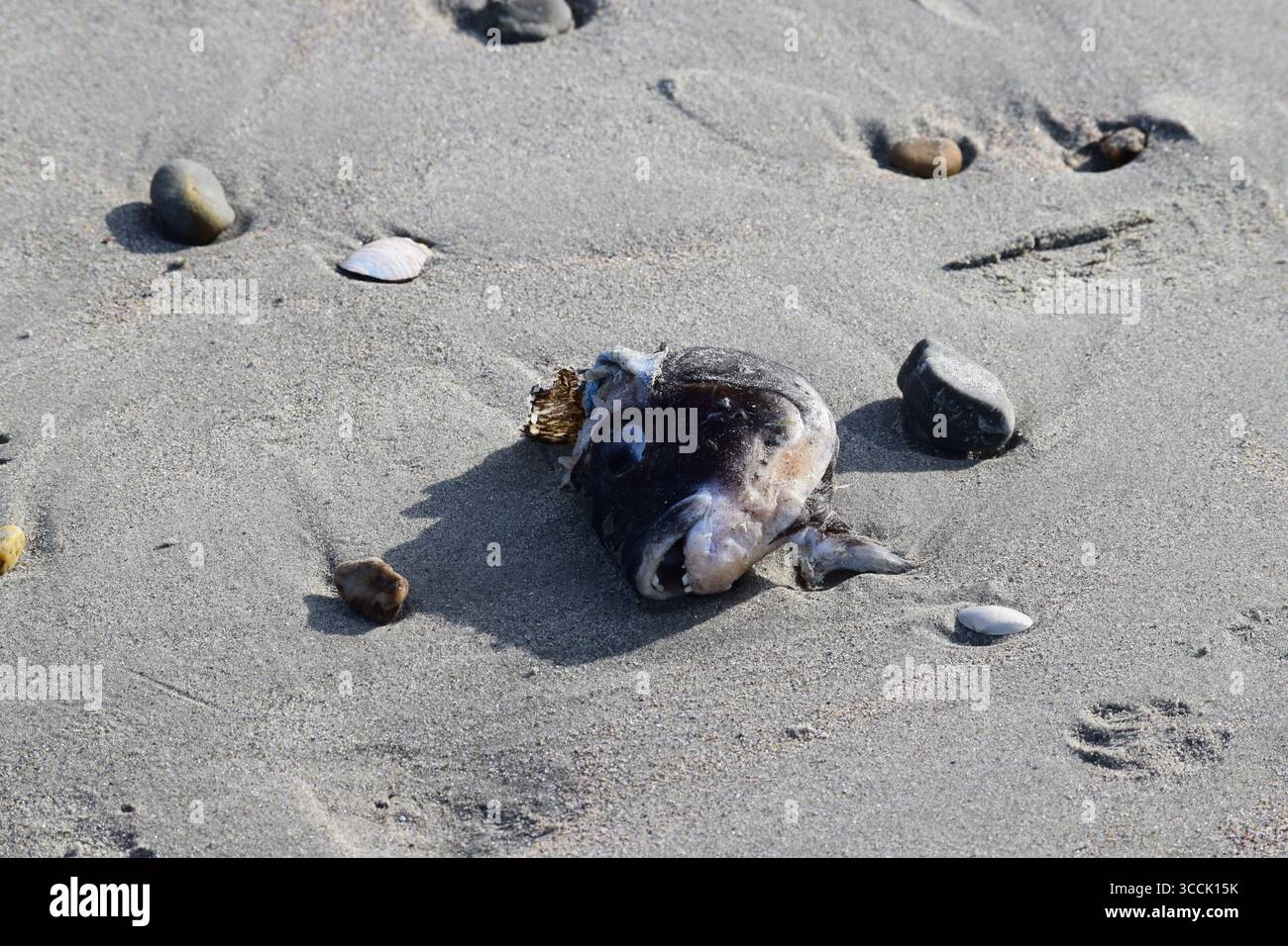 Una spigola nera morta (Centropristis striata) finita su una spiaggia sabbiosa, che dimostra mortalità naturale o stress nell'ecosistema marino Foto Stock