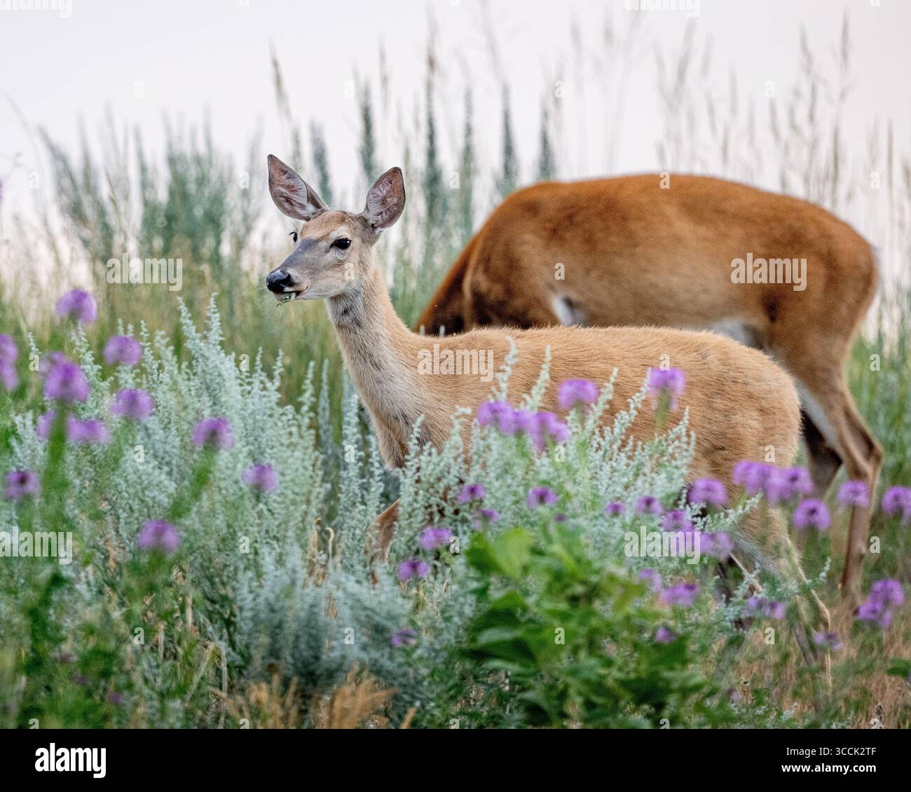 Cervo mulo - femmina Odocoileus hemionus che pascolano sui fiori della prateria presso il rifugio faunistico Rocky Mountain Arsenal in Colorado Foto Stock