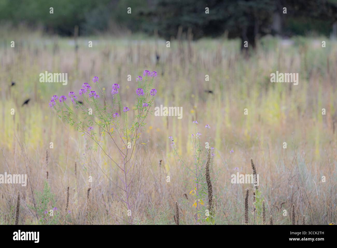 Erba e fiori della prateria presso il rifugio naturalistico Rocky Mountain Arsenal - erba al tramonto Foto Stock