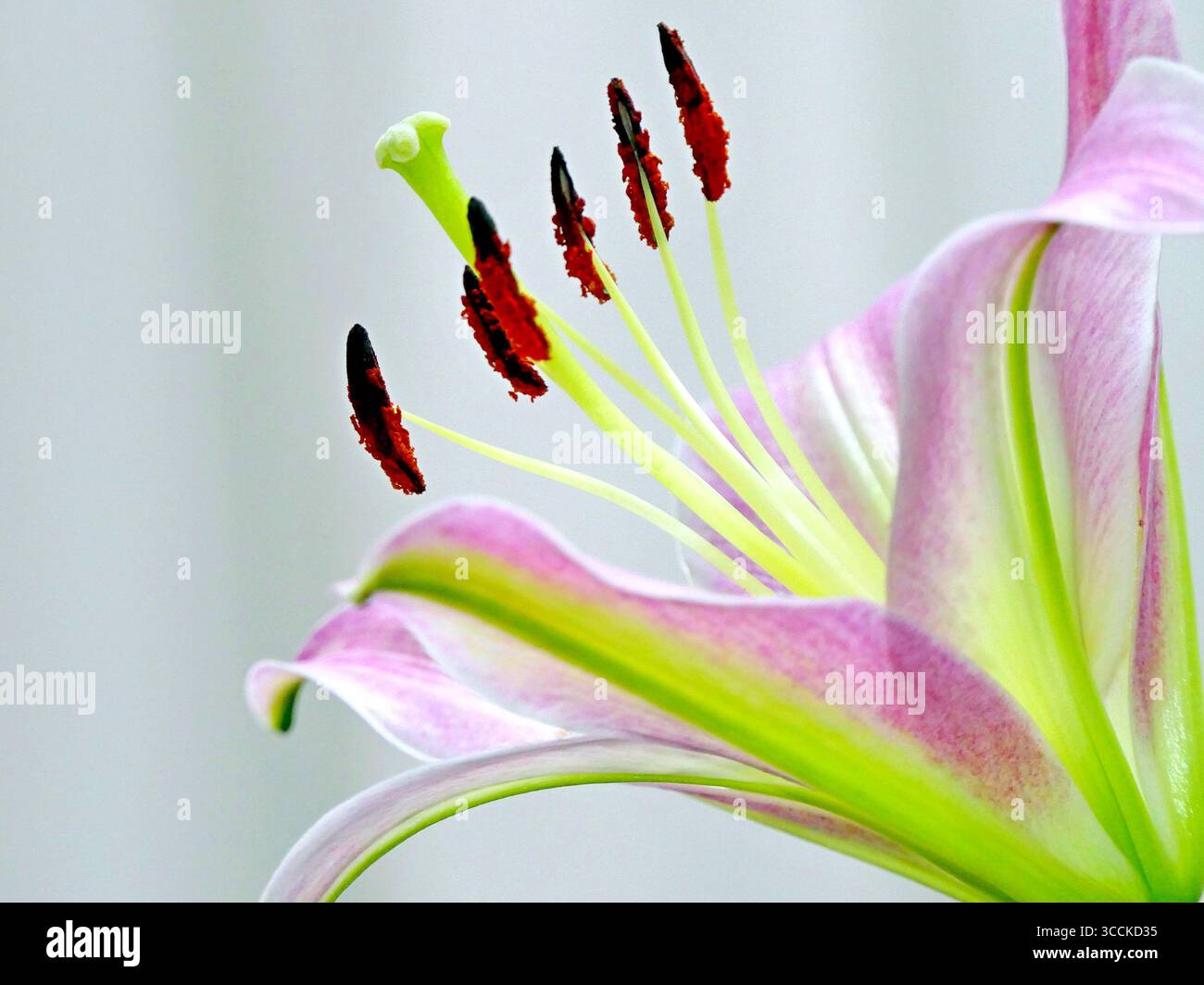 Foto macro laterale di un giglio rosa con profondità di campo ridotta e selezione della messa a fuoco Foto Stock