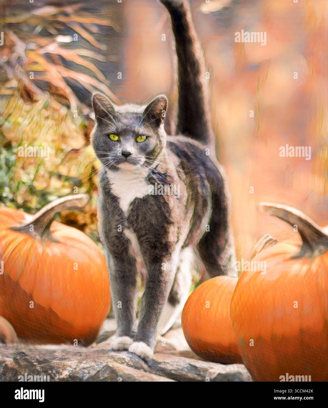 Gatto Tuxedo adulto grigio in piedi su un muro di pietra con zucche arancioni. Foto artistiche digitali stilizzate. Foto Stock