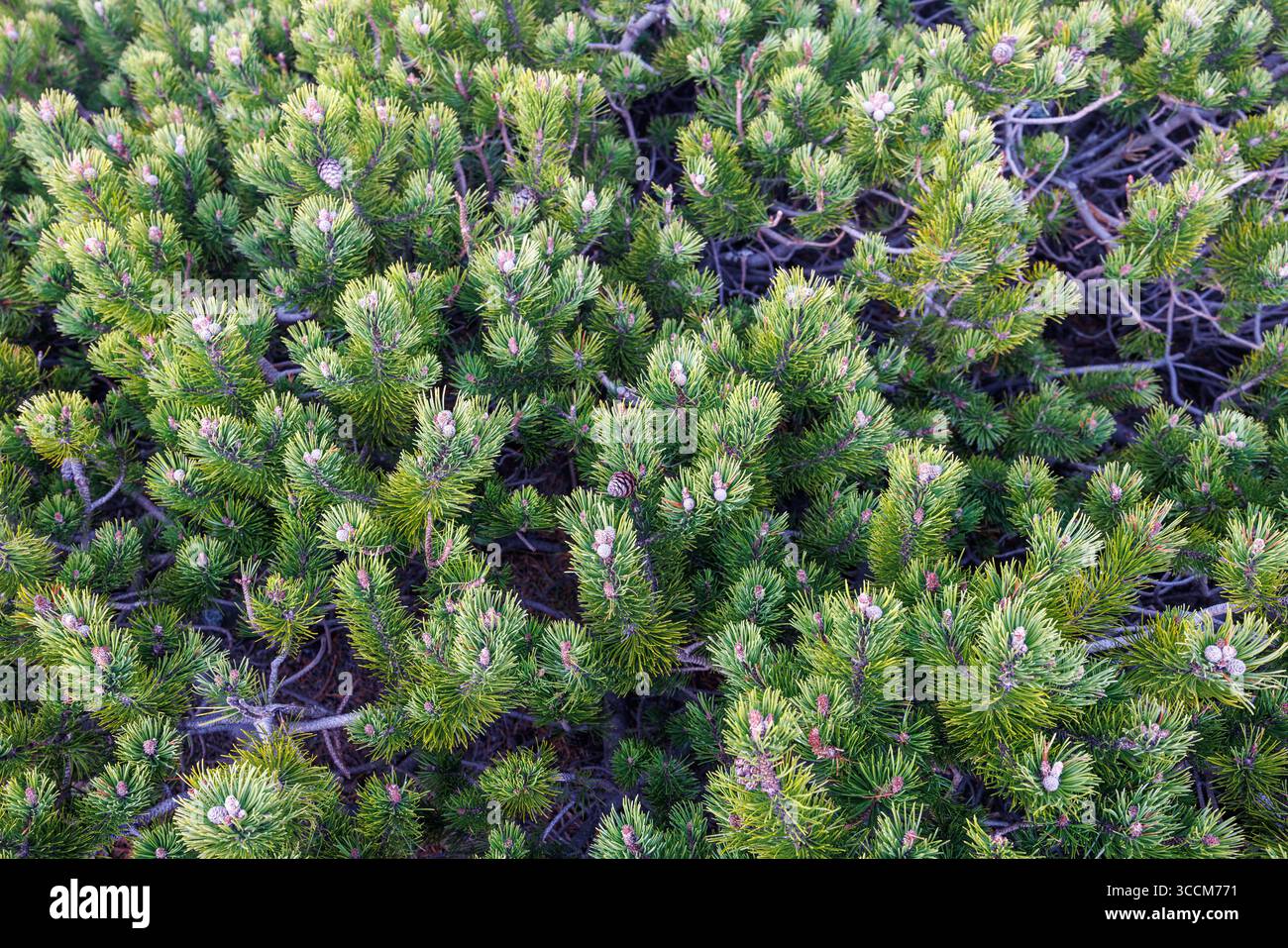 Solida crescita di giovani pini di montagna sul versante montano. Tappeto Evergreen di pino. Carta da parati sul tema delle piante. Foto di alta qualità Foto Stock