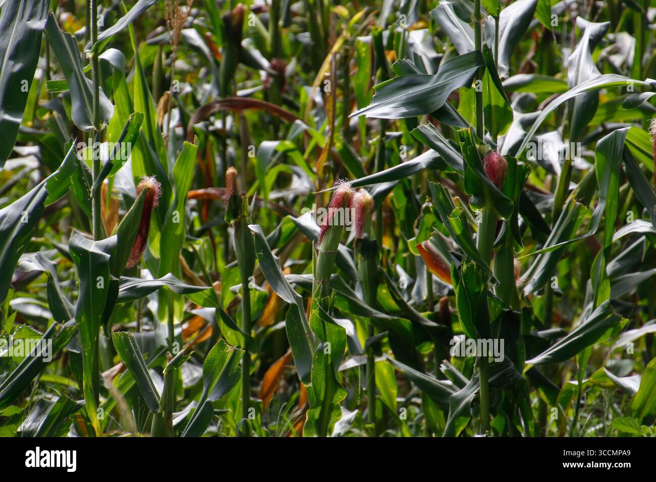 Immagine vibrante di orecchie di mais mature in un campo di mais verde, ideale per l'agricoltura, il cibo, l'agricoltura e i temi della natura Foto Stock