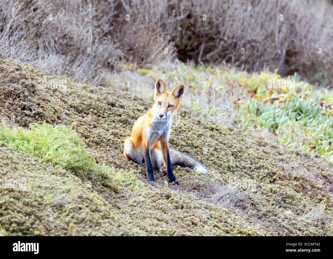 Red Fox Juvenile seduta Foto Stock
