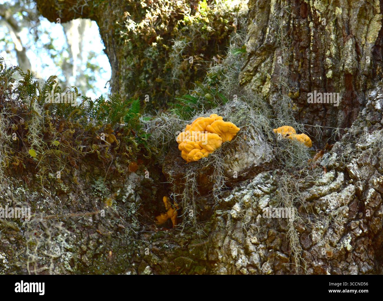 gruppo di strati sovrapposti da giallo zolfo ad arancione. Commestibile pregiato. Florida. Cresce su Live Oak. Foto Stock
