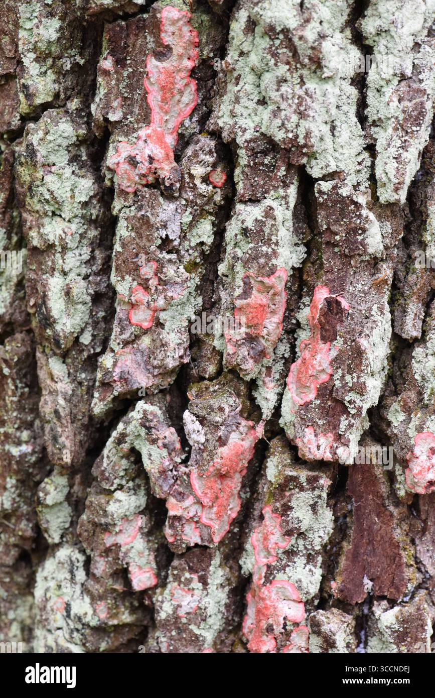Lichene di Natale (Cryptothecia rubrocincta), Lichen (Usnea subfloridana), lichene volgare a frusta lungo (Parmotrema rampoddense) e Flo Foto Stock