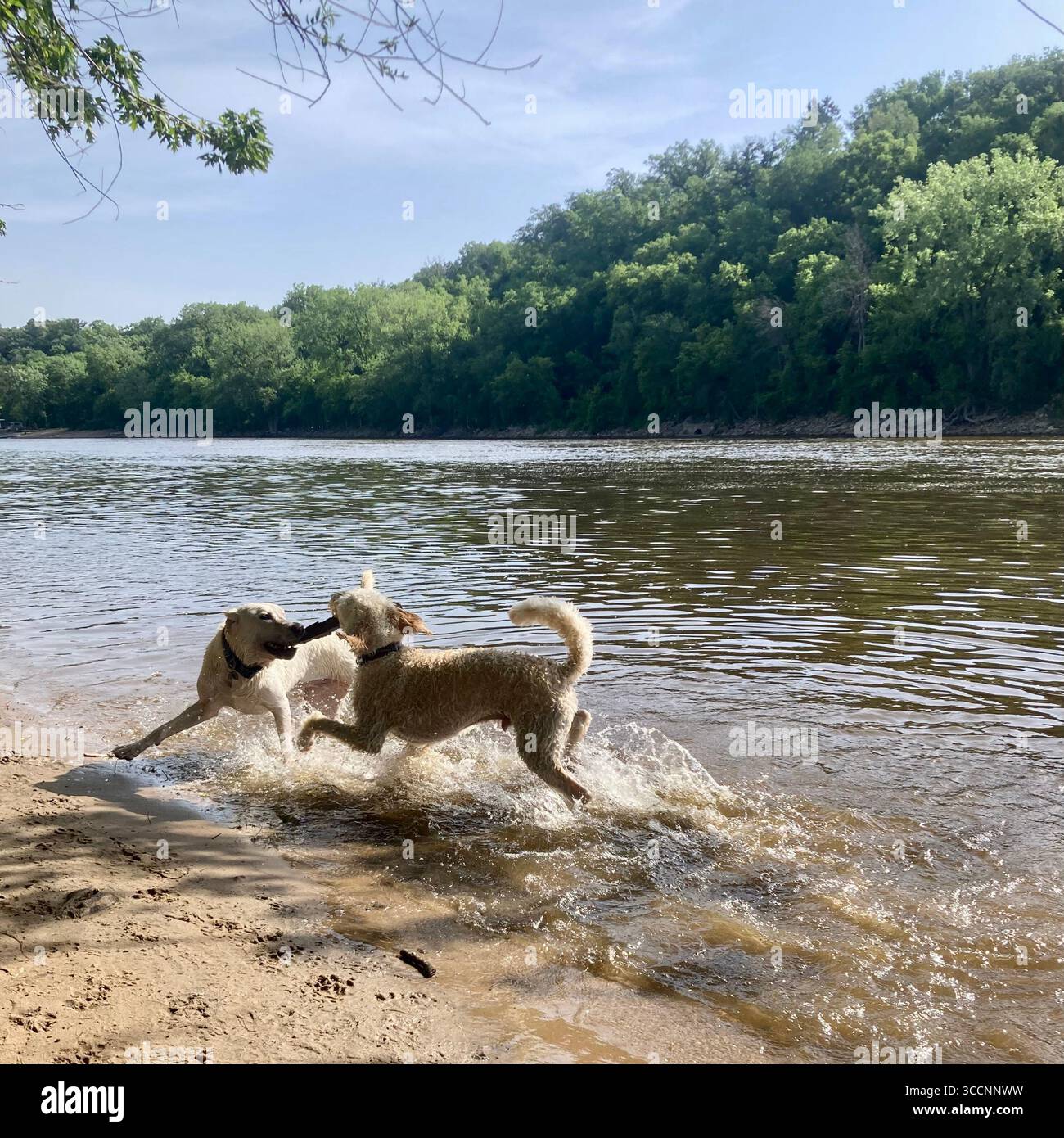 I cani amano rinfrescarsi nel fiume Mississippi a Minneapolis, Minnesota, Stati Uniti. Foto Stock
