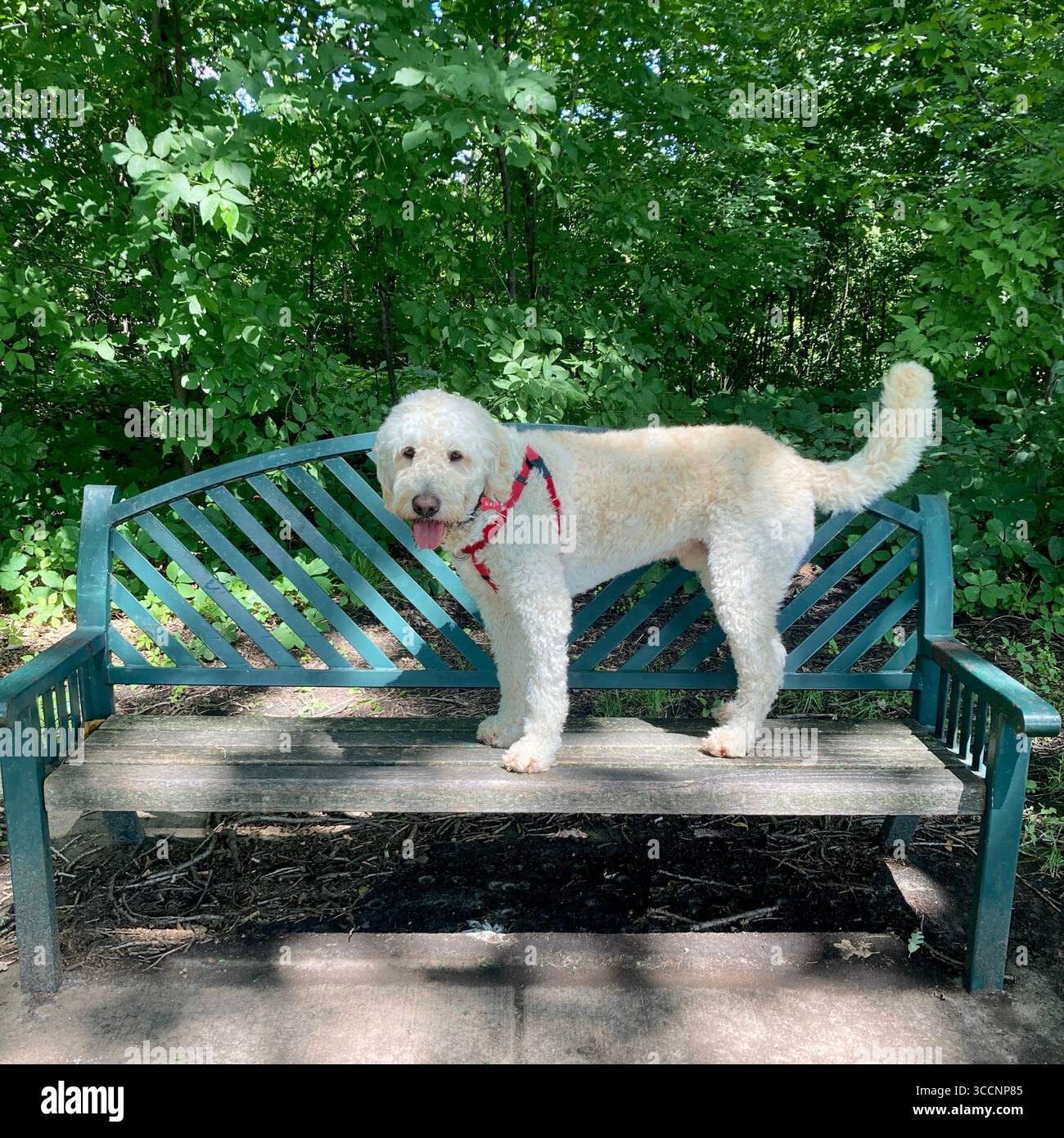 Un goldendoodle si erge su una panchina del parco. Foto Stock
