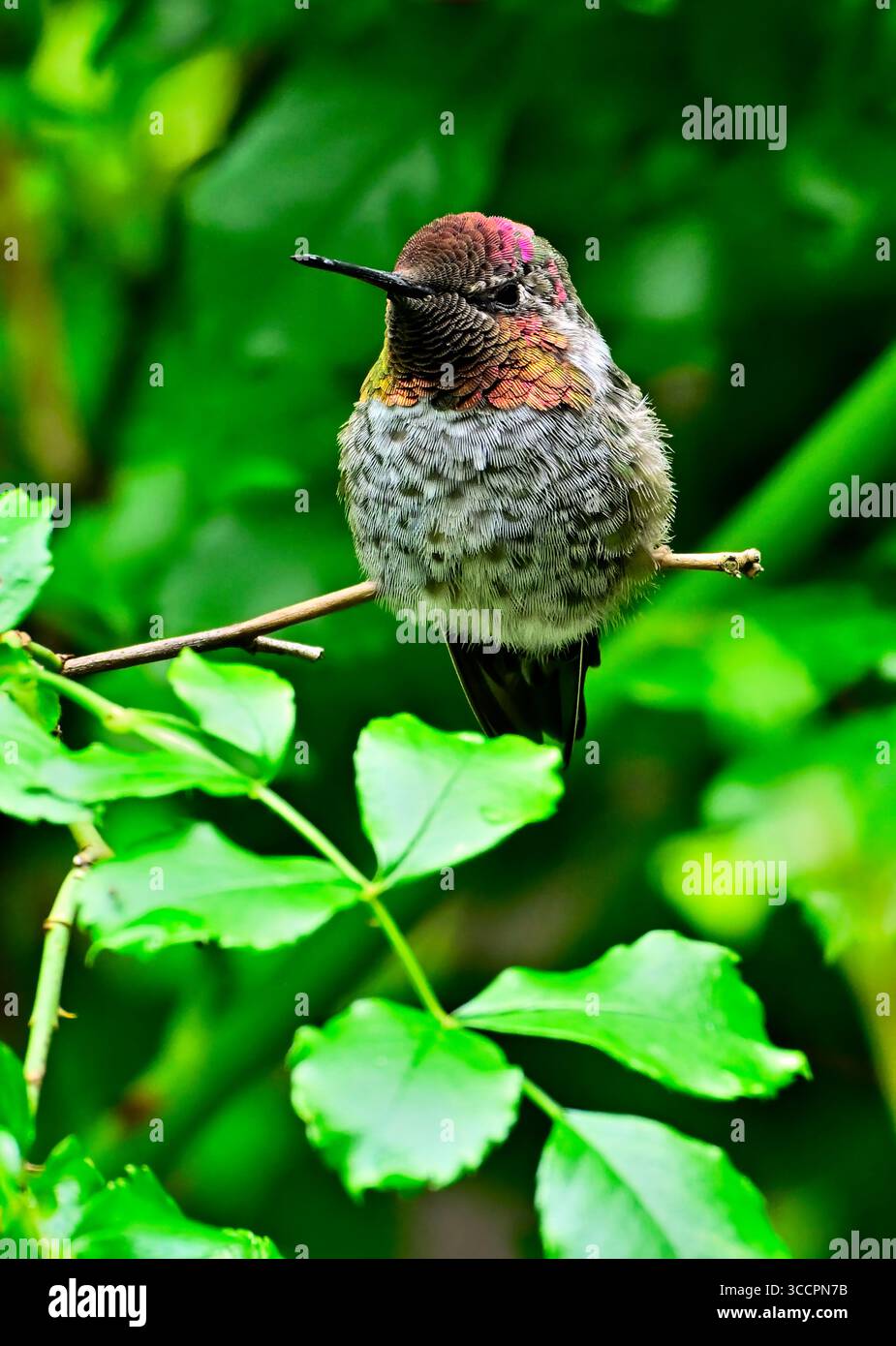 UN Hummingbird di Anna (Calypte anna) arroccato su un giardino di rose sulla costa dell'Isola di Vancouver Columbia Britannica Canada. Foto Stock
