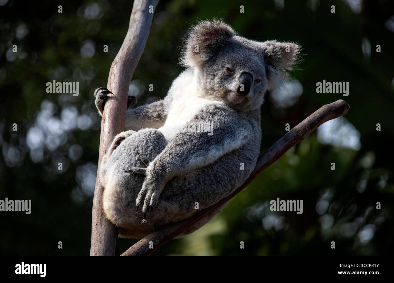 26 agosto 2022, Sydney, nuovo Galles del Sud, Australia: Koala (Phascolarctos cinereus) appollaiato su un albero a Sydney, NSW, Australia. Il Koala, chiamato anche orso koala, è un marsupiale erbivoro arboreo originario dell'Australia. Praticamente privo di tailleur, il corpo è robusto e grigio, con un petto giallo pallido o color crema e strisciante sulla gobba. La faccia larga ha un naso largo, arrotondato e in pelle, piccoli occhi gialli e grandi orecchie soffici. Il koala si nutre in modo molto selettivo delle foglie di alcuni alberi di eucalipto. (Immagine di credito: © Tara Malhotra/ZUMA Press Wire) Foto Stock