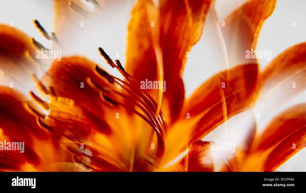 Lily botanica. Arte floreale. Colore rosso-giallo sfocato fiore natura gemma di piante movimento su sfondo chiaro bianco astratto e creativo. Foto Stock
