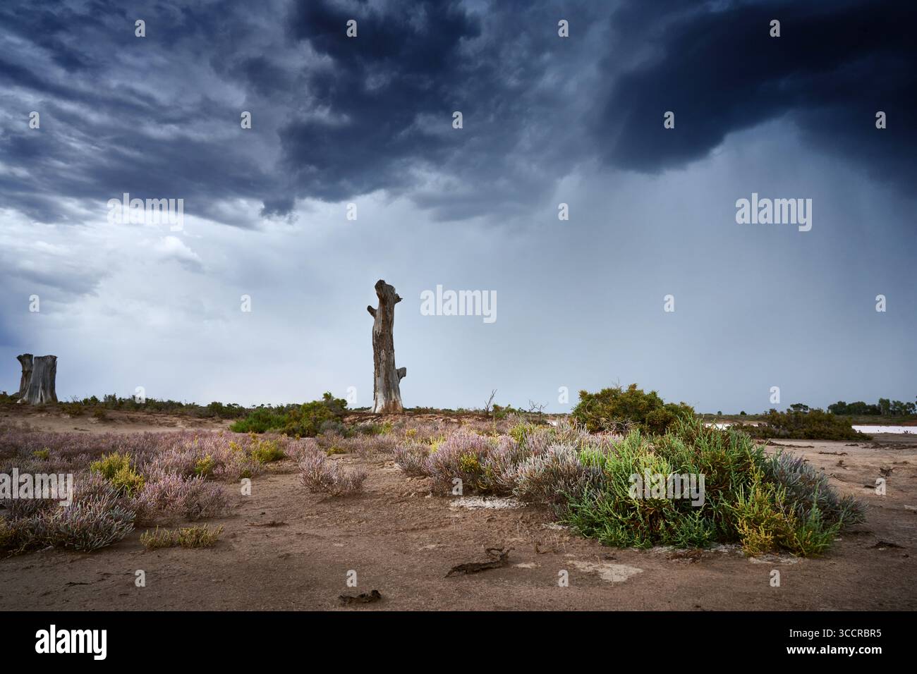 Fotografia spettacolare, lunare e dall'angolo basso di piante resistenti e tolleranti alle saline che crescono in un ambiente ostile nel nord-ovest del Victoria. Foto Stock