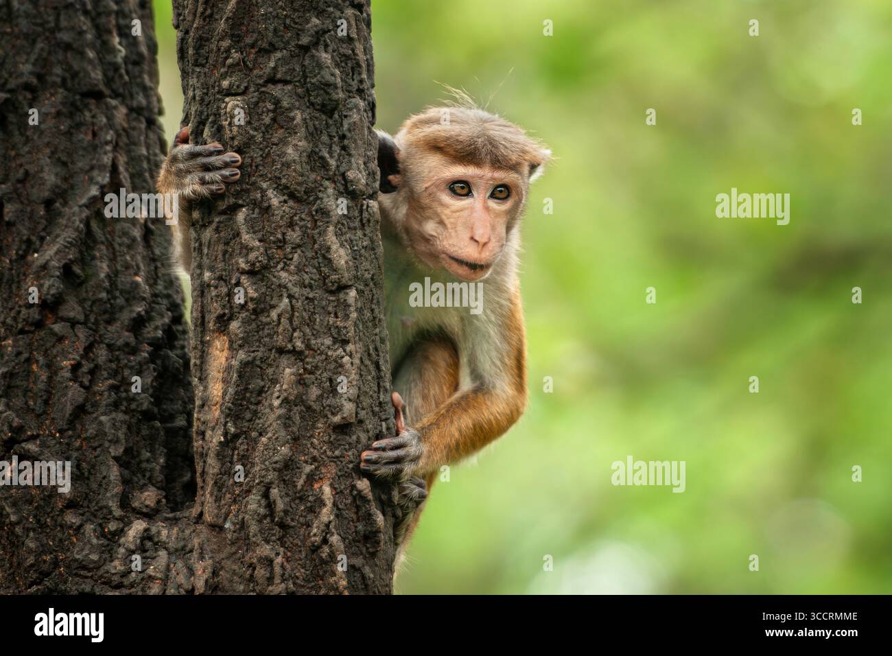 Si osserva una giovane scimmia arrampicarsi su un albero in una vibrante foresta piena di vegetazione. L'animale mostra un comportamento curioso, sbirciando intorno come bala Foto Stock