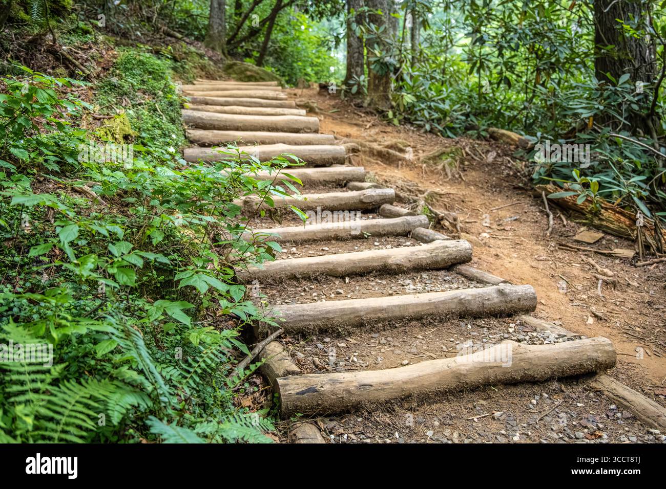 Fai una scalinata vicino al sentiero per il sentiero delle cascate Raven Cliff nella foresta nazionale di Chattahoochee vicino a Helen, Georgia. (USA) Foto Stock