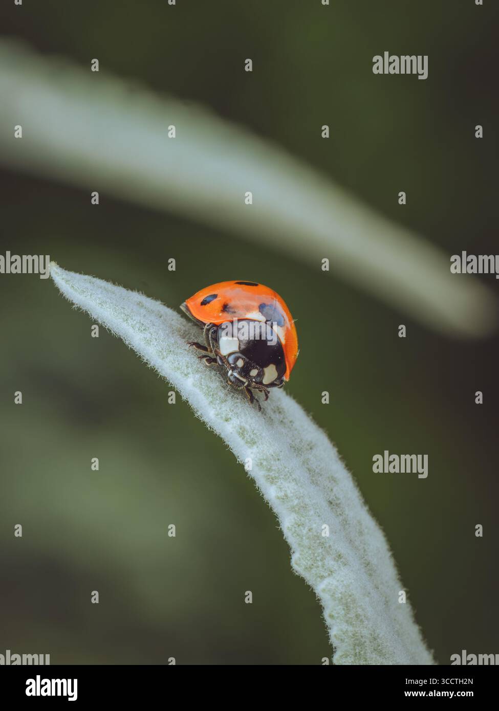 Primo piano di un coccinella septempunctata in sette punti Foto Stock