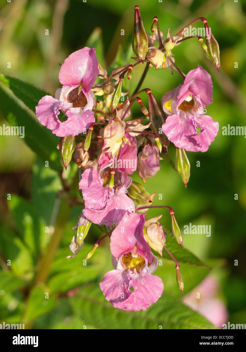 Impatiens glandulifera, balsamo himalayano, che cresce sul Tamigi Path a Sanford. Questo mi ha davvero ingannato. All'inizio pensavo che fosse un'orchidea selvatica, ma non è andata contro nessuna orchidea selvatica originaria del Regno Unito. Si scopre che è perché non è uno! Nativo dell'Himalaya, questo esemplare è un tronco, molto lontano da casa. Ma ora è naturalizzato nell'Europa settentrionale, con il suo habitat preferito sono le rive del fiume - dove ho trovato questi esemplari. Ha un glorioso nome alternativo di Kiss-me-on-the-mountain. Mi piace! Foto Stock