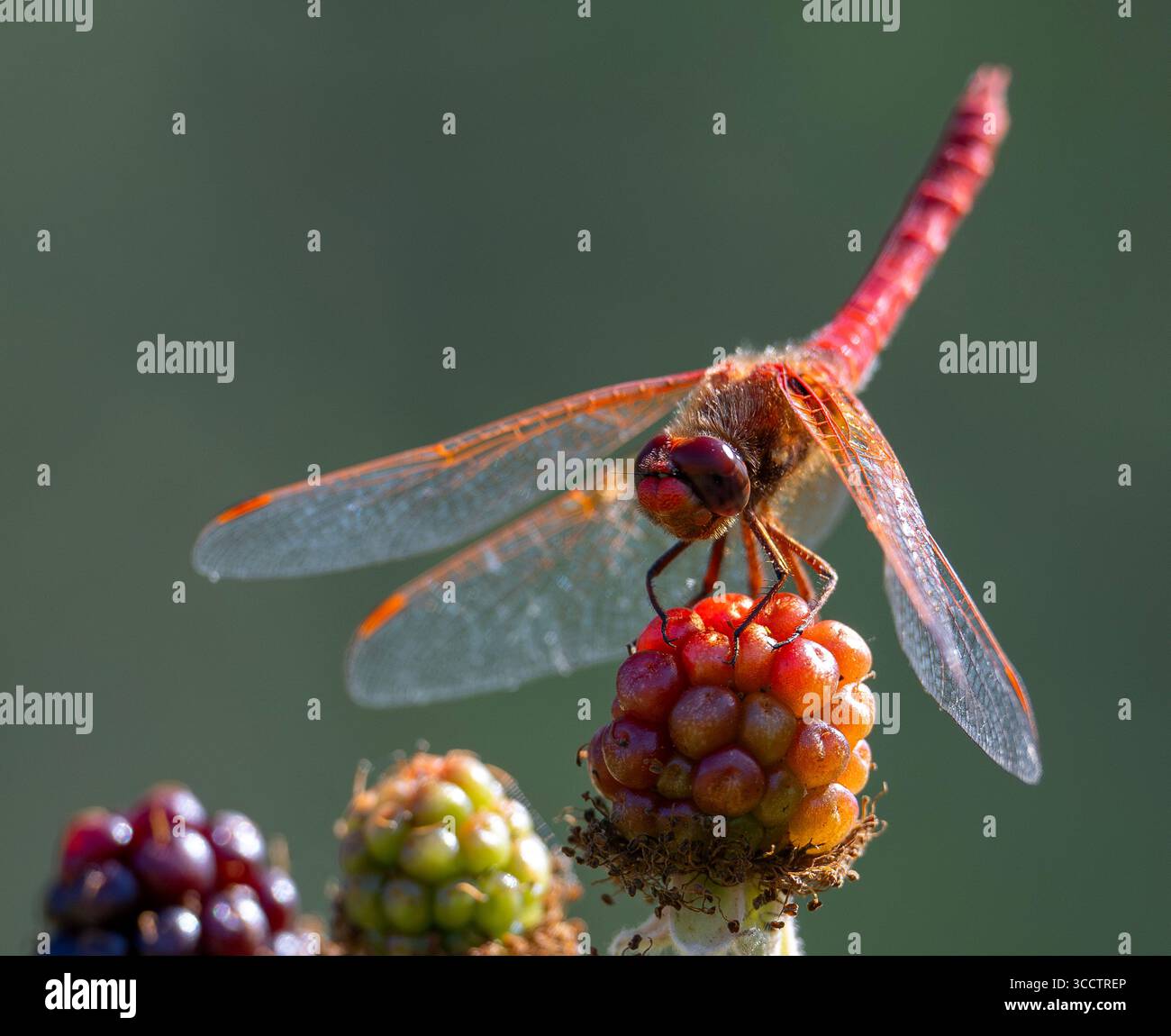 30 luglio 2023, Elkton, Oregon, Stati Uniti: Una libellula meadowhawk rossa si arrocca su un mora matura in un boschetto lungo il fiume Umpqua vicino a Elkton, nell'Oregon sudoccidentale. Chiamate Darters nel Regno Unito, in tutto il mondo ci sono oltre 50 specie di libellule meadowhawk che si trovano prevalentemente nella zona temperata dell'emisfero settentrionale. (Immagine di credito: © Robin Loznak/ZUMA Press Wire) Foto Stock