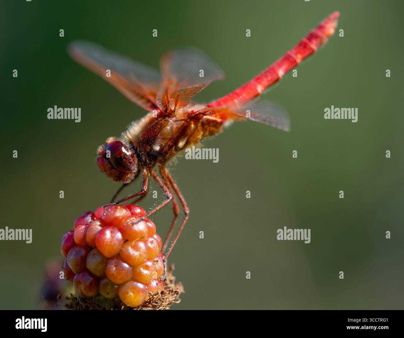 30 luglio 2023, Elkton, Oregon, Stati Uniti: Una libellula meadowhawk rossa si arrocca su un mora matura in un boschetto lungo il fiume Umpqua vicino a Elkton, nell'Oregon sudoccidentale. Chiamate Darters nel Regno Unito, in tutto il mondo ci sono oltre 50 specie di libellule meadowhawk che si trovano prevalentemente nella zona temperata dell'emisfero settentrionale. (Immagine di credito: © Robin Loznak/ZUMA Press Wire) Foto Stock