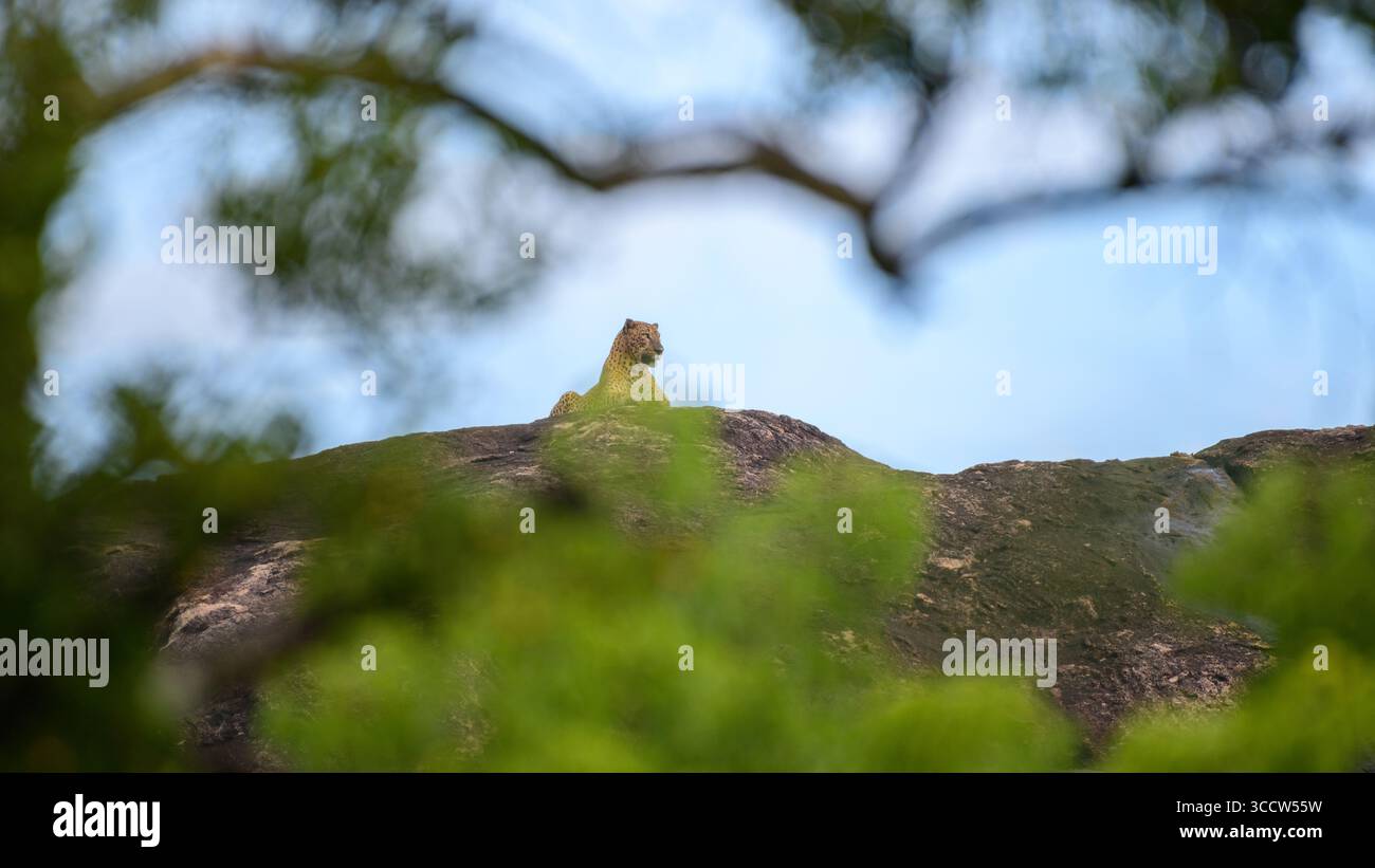 Un maestoso leopardo dello Sri Lanka si trova in cima a un affioramento roccioso nel Parco Nazionale di Yala, Sri Lanka, che domina il suo territorio sotto un cielo azzurro. Foto Stock