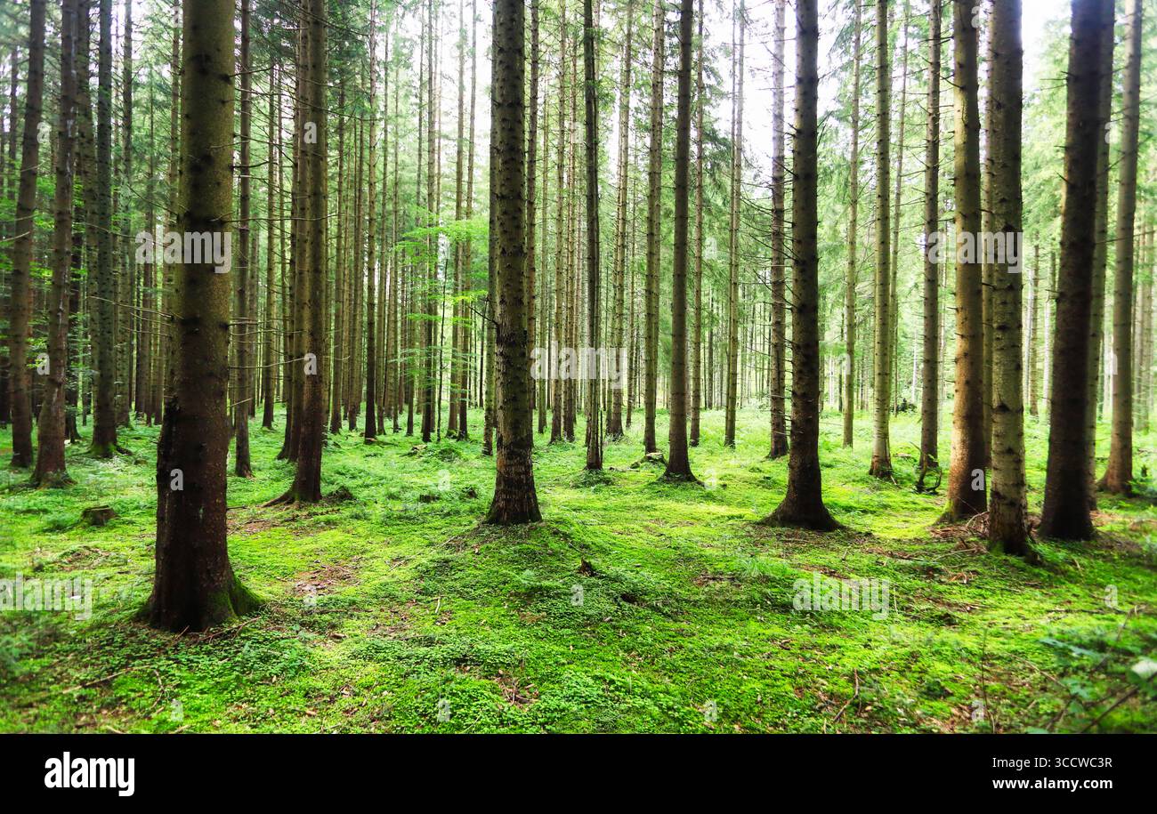 Panorama molto ampio di un'incredibile foresta panoramica con alberi verdi freschi e il fogliame Foto Stock